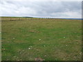 Grazing east of Woodhall Farm