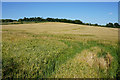 Barley field near Whaddon Grange