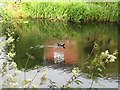 Moorhen and reflections