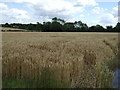 Crop field near Hargate Farm