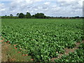 Crop field off Church Lane