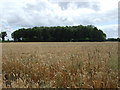 TM1392 : Crop field towards Jack's Spinney by JThomas