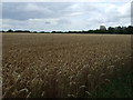 Crop field off Silfield Road