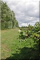 Blackcurrants beside the Footpath to Nacklington Rd