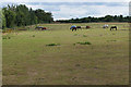 Fields by the M25