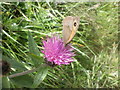 Meadow Brown butterfly feeds on Knapweed