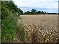 Field of wheat alongside Cuckoo Lane