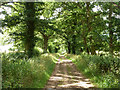 Track towards Middle Old Park