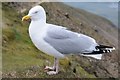 SH6053 : Herring gull by Philip Halling