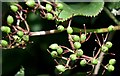 Elderberries, Comber Greenway (August 2015)