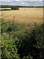 Barley near Newenham Abbey