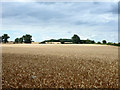 View north across a wheat field