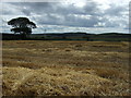 Freshly harvested crop field, Barmoor Ridge