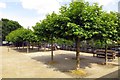Trees and benches in the Diamond Jubilee Gardens