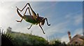 A dark bush cricket on a car windscreen in Chope Road, Northam