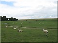 SU1369 : Sheep farming by Alex McGregor