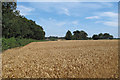 Wheat field boundary, near Highfield Farm, West Bergholt