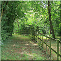 Footpath through the trees, near Little Holts, Little Horkesley