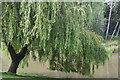 Weeping willow (Salix sp.), Hesketh Park, Southport