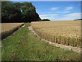 Footpath toward Barton Copse