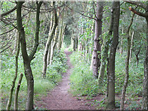 SJ5299 : Path near Birchley Wood, Billinge by Gary Rogers