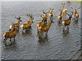 TQ2072 : Stags wading in the Lower Pen Pond by Stefan Czapski