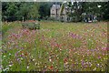 Wildflower meadow at RHS Garden Harlow Carr 