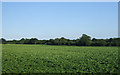 Crop field, Wymondham