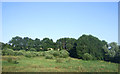 Grazing and woodland south of Wymondham