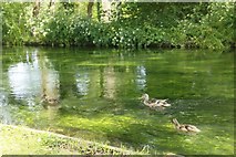 SU3227 : Ducks in the Stream by Bill Nicholls