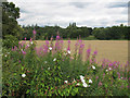 SE2536 : Bindweed and willowherb by Stephen Craven