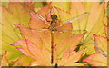 Female Common Darter (Sympetrum striolatum), Melling