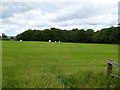 Woodland on Plain Moor