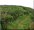 Track through the Garn Wen Burial Chamber site, Goodwick