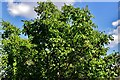 Wherwell: Walnut tree bearing a lot of nuts