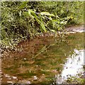 Reflections in a puddle on the Trans Pennine Trail