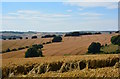 Wheat fields at Baydon, Wiltshire