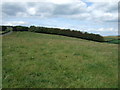 Grazing near Grindstonelaw