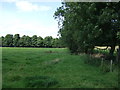 Grazing and mature hedgerow