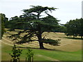 SP6764 : Tree in the deer park at Althorp House by Richard Humphrey