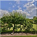 SU3433 : Houghton Lodge Gardens: Apple "Laxton's superb" by Michael Garlick