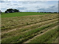 NZ0480 : Cut grass off the A696 by JThomas