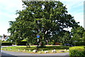 Tree on circular green in Fishbourne Lane