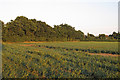 Arable land near Langham Moor