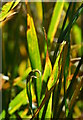 Leaf of the wheat plant, Baydon, Wiltshire