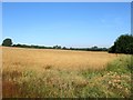 Hop Garden Field