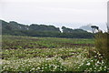 Cornwall : Grassy Field