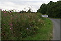 Wildflowers on the roadside, Gowthorpe