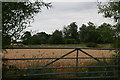 Field  by Ings Lane, near Gowthorpe