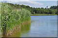 SU8440 : Reed beds, Frensham Great Pond by Alan Hunt